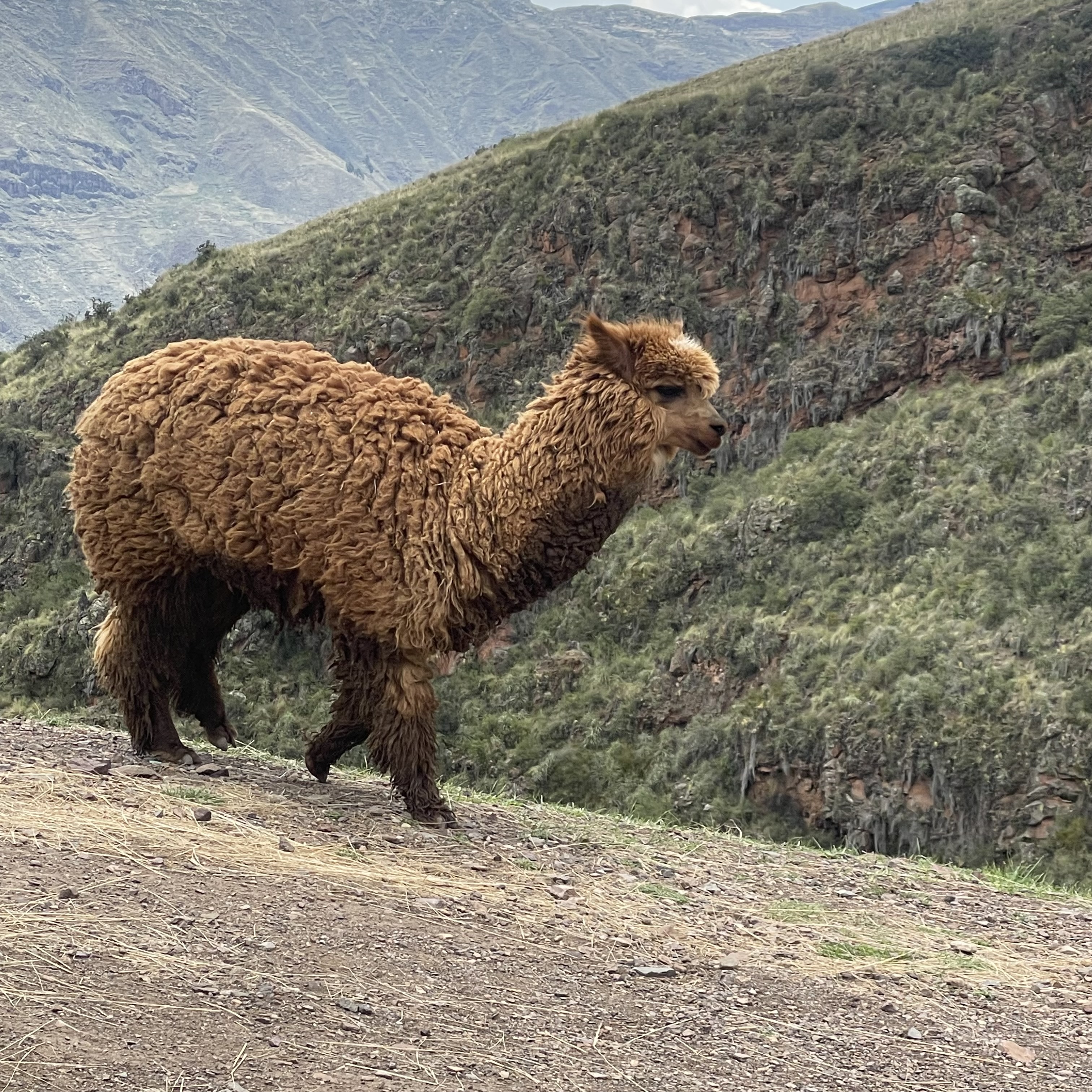 Foto 7 de Fam. Berman